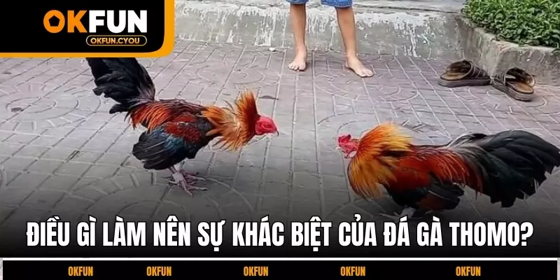 dieu-gi-lam-nen-su-khac-biet-cua-da-ga-thomo